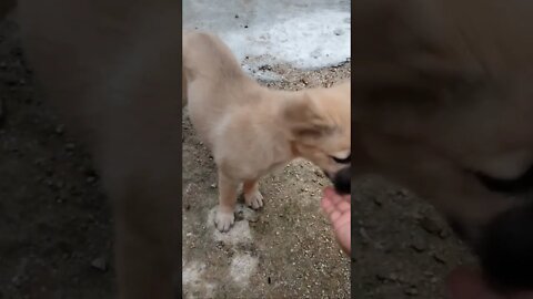 cute puppy #shorts