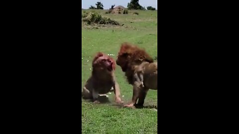 Two male lions fight till death brutal and bloody