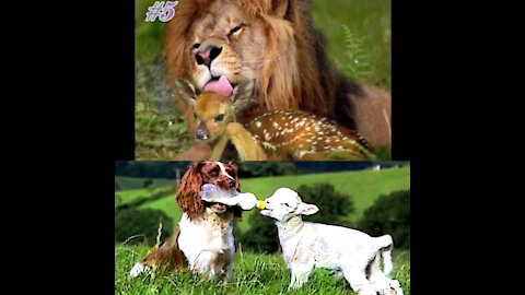 Lion and deer friend ( animal friends)