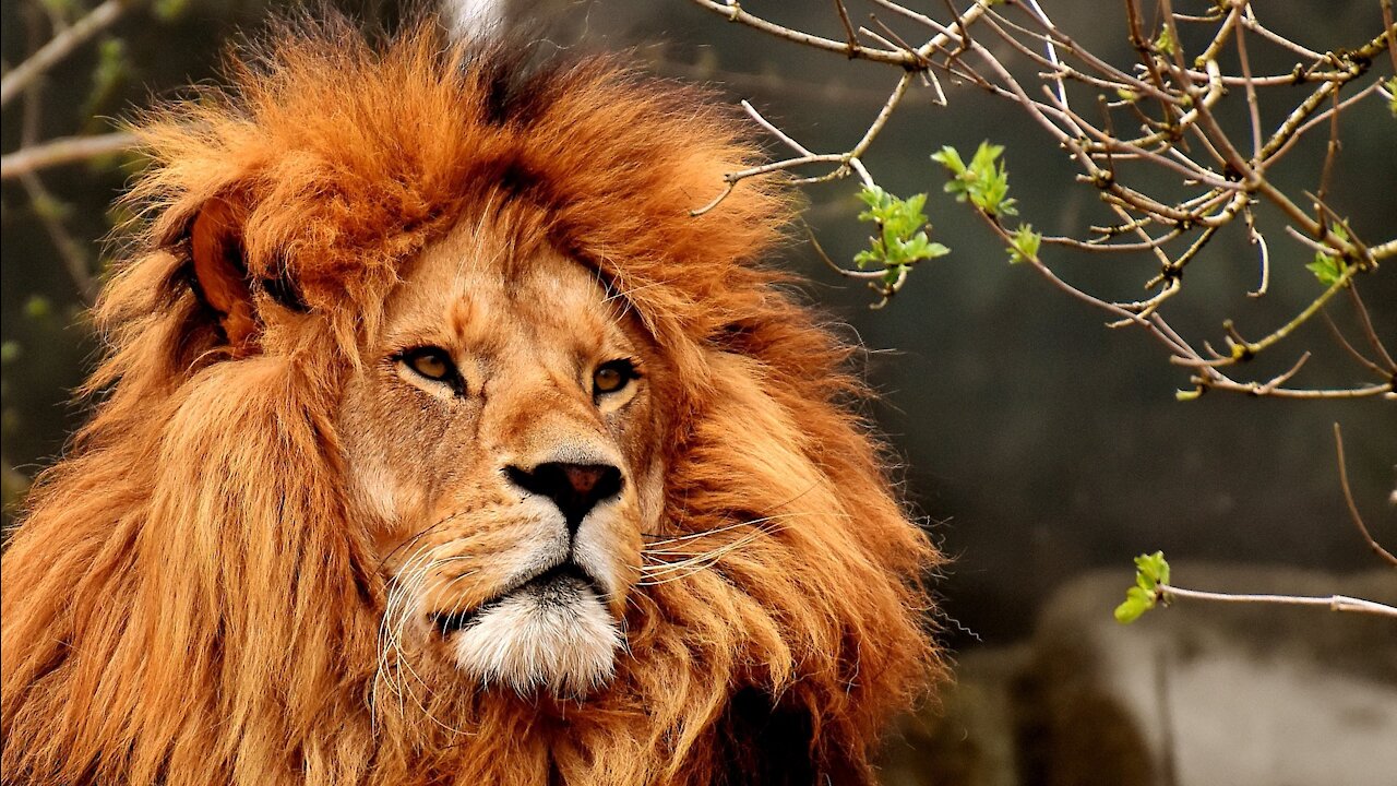 LION - Animals For Kids - Know The Animal