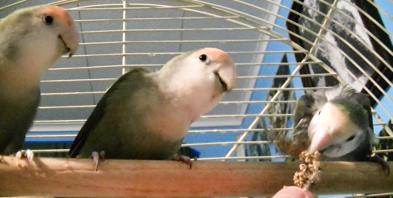 IECV PBV #106 - 👀 Pearl Kiwi & Daisy Eating Millet And Chirping All About It🐤🐤🐤 3-14-2019