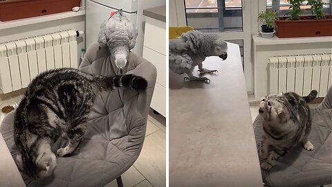 Sneaky Parrot Has Fun 'Bullying' Cat