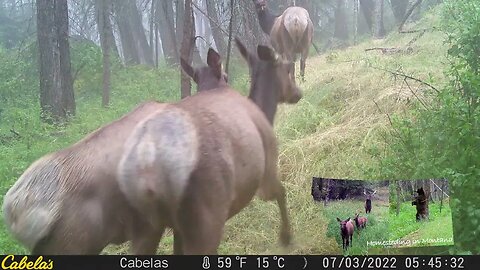 Elk