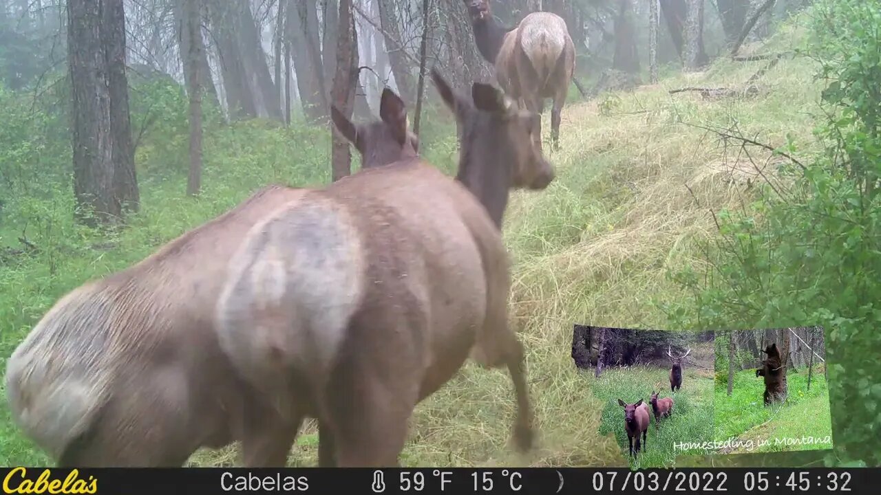 Elk