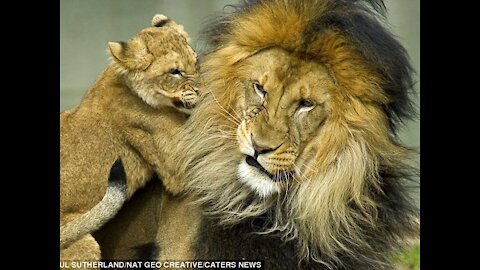 Playing video with a pet lion