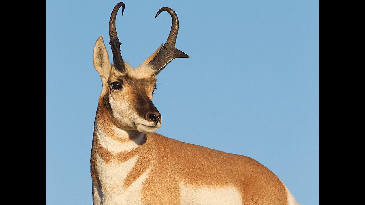 Pronghorn