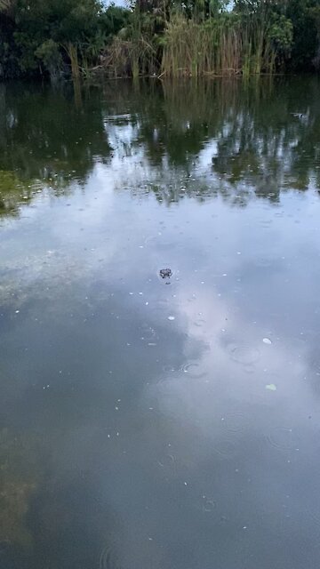 Good Morning Alligator