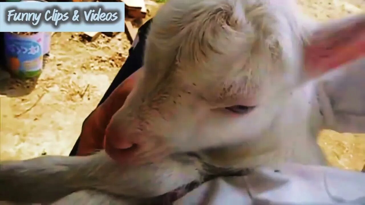 funny Baby Goat playing | baby goats playing funny videos
