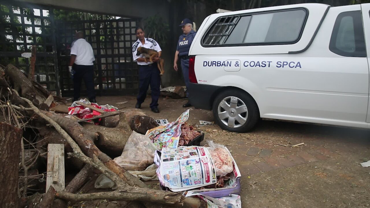 SOUTH AFRICA - Durban - SPCA removes 80 dogs (Videos) (dtF)