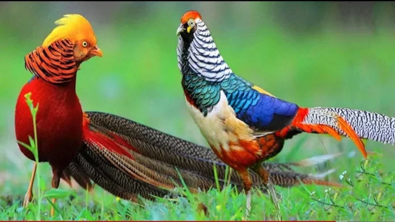 Beautiful GoldenPheasants and Wading Birds