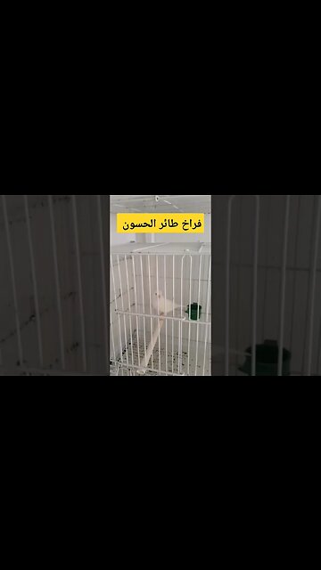 فراخ طائر الحسون