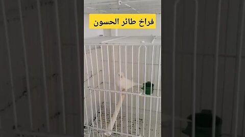 فراخ طائر الحسون