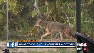 Coyote sightings in Cape Coral