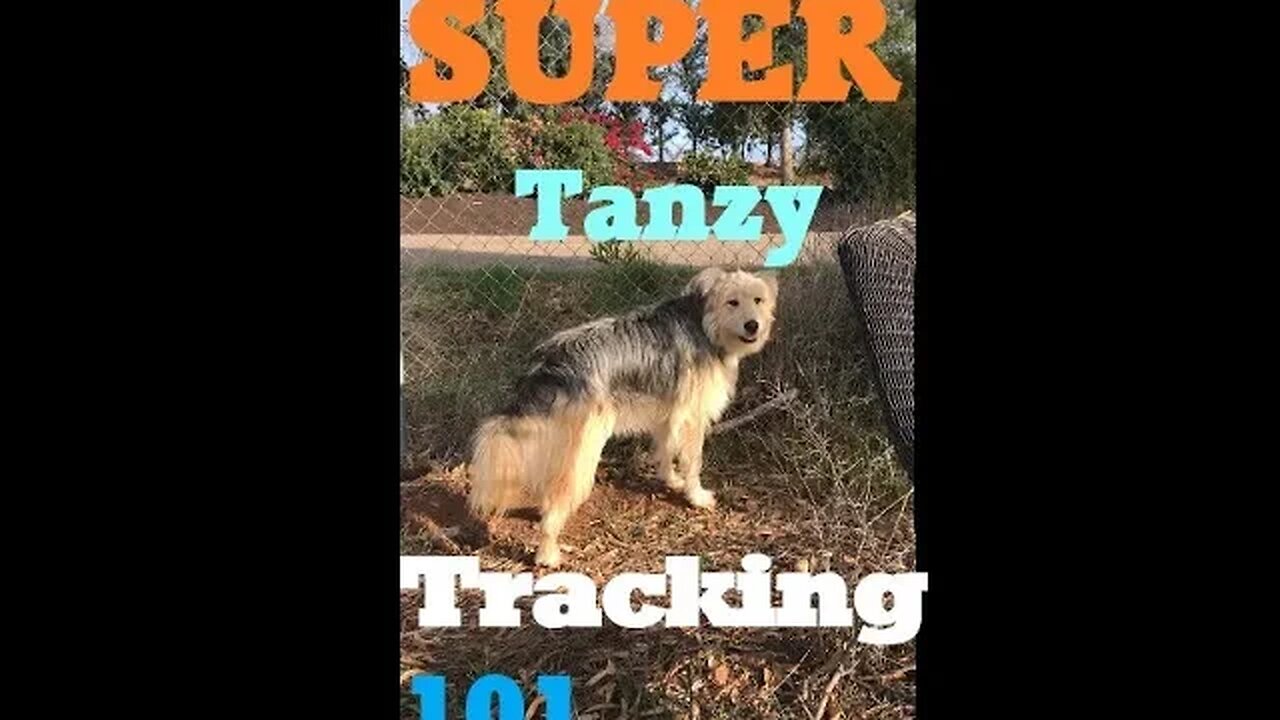 DOGS Voice Command | Tracking to Scents | Dog Easy 101 | DIY in 4D Good Girl Tanzy