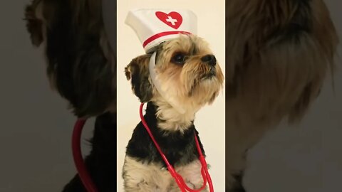 Cute Little Dog In Nurse Uniform