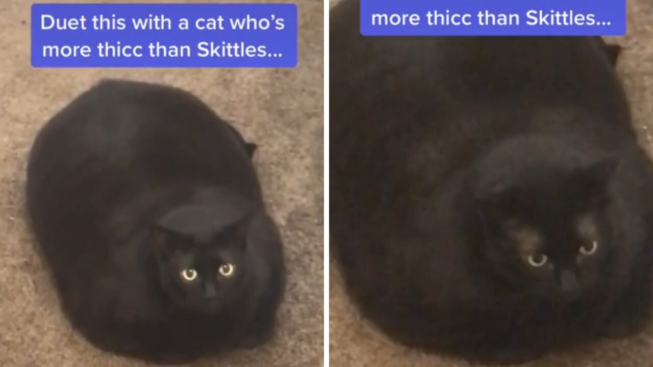 Cat Meme | Funny Cats And Cute Kittens 39