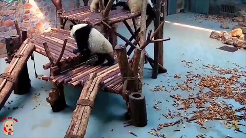 Cute panda video collection，Filmed in Chinese panda