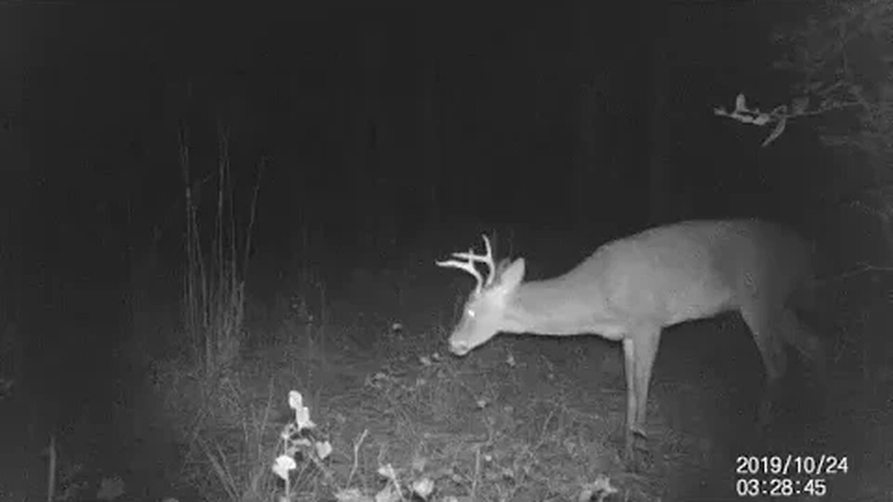 Buck Deer at Night