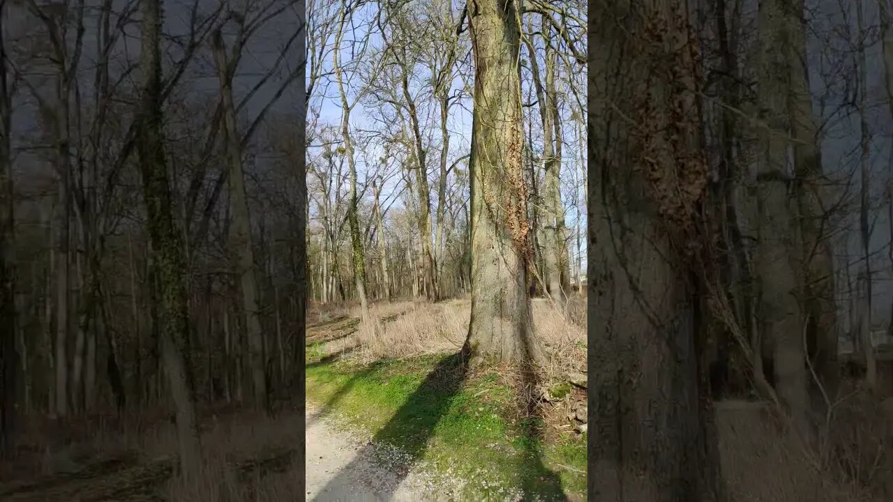 Jungle #shorts #youtubeshorts #shortsvideo