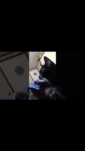 kitty is kitty #shortsvideo #shortsfeed #youtubeshorts #cat #catvideos