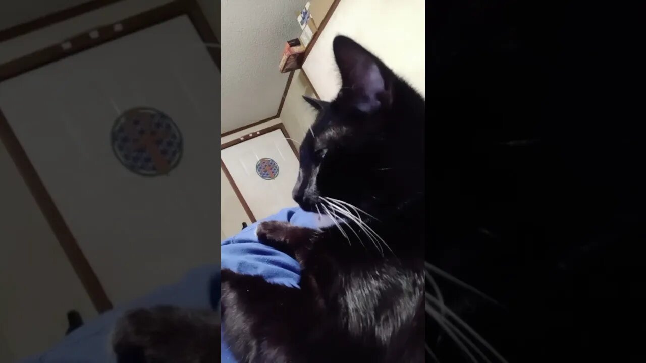 kitty is kitty #shortsvideo #shortsfeed #youtubeshorts #cat #catvideos
