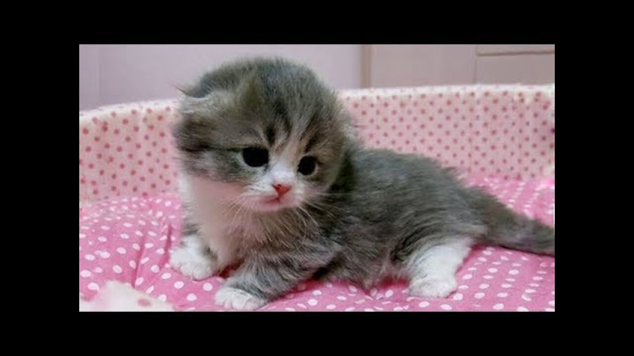 Chat Mignon ✪ Chat Drôle ✪ Vidéo De Chat À Mourir De Rire n°11