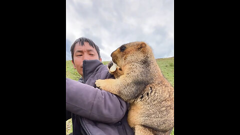 Adorable groundhog wants this man's food🤣