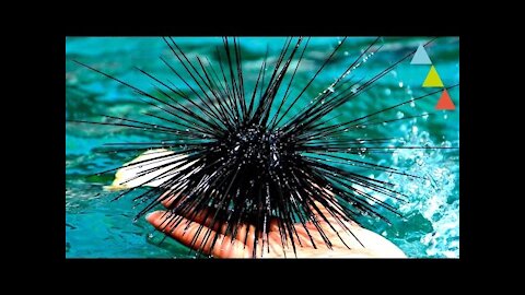 Animals that will bite you this summer