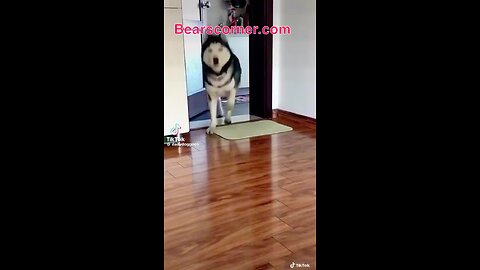 Who let the dogs out?