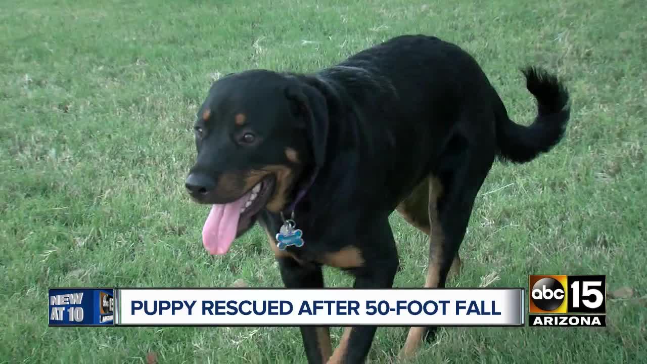 Puppy rescued after falling off cliff near Payson