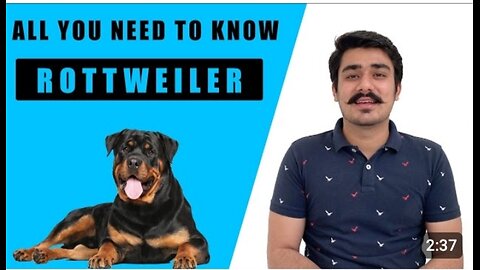 ALL YOU NEED TOK NOW ROTTWEILER