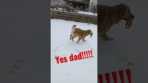 Tucker the retriever out in the yard playing in the snow. #blackhills