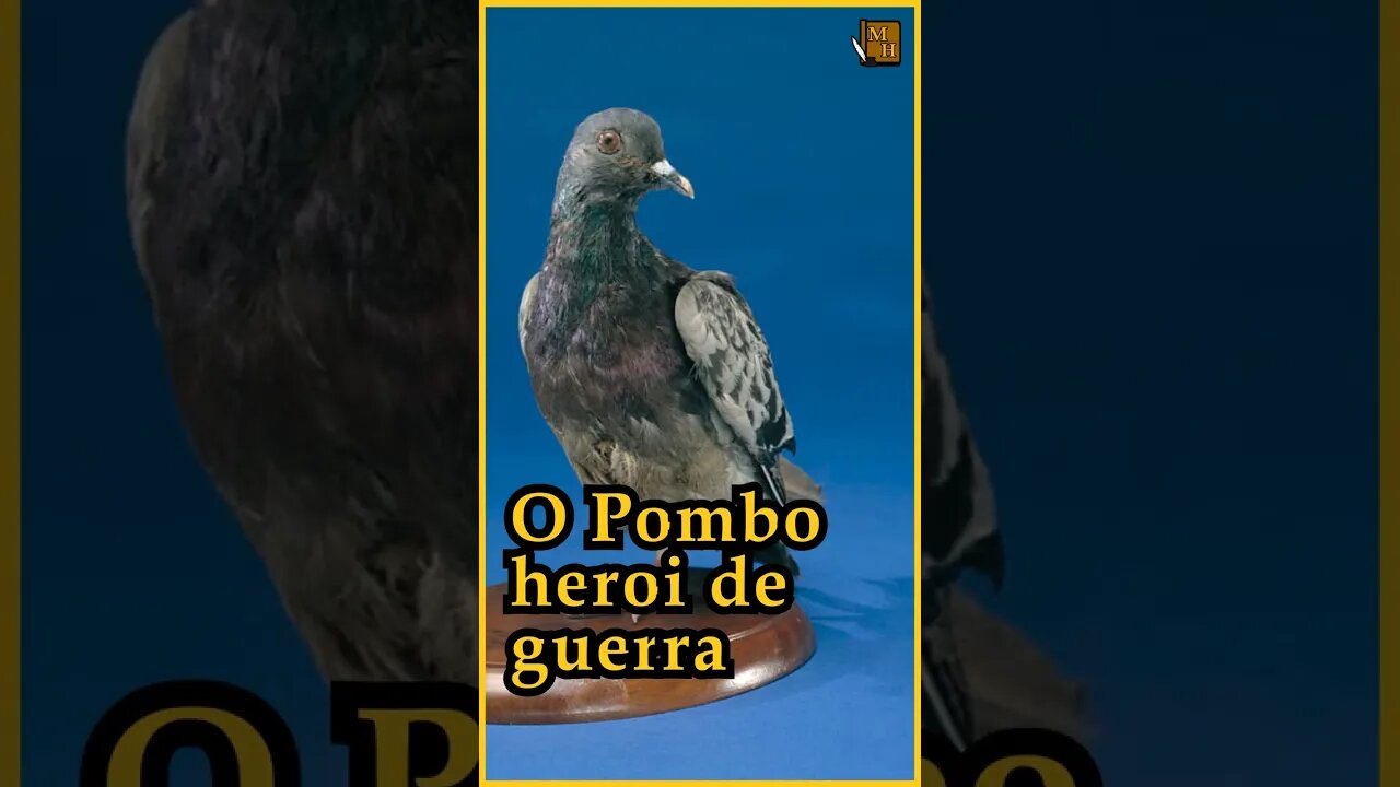 O Pombo HEROI DE GUERRA - Micro historia