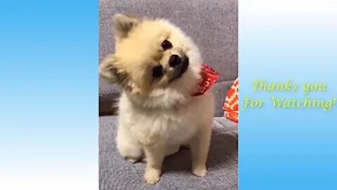 Funny and Cute Animal Videos