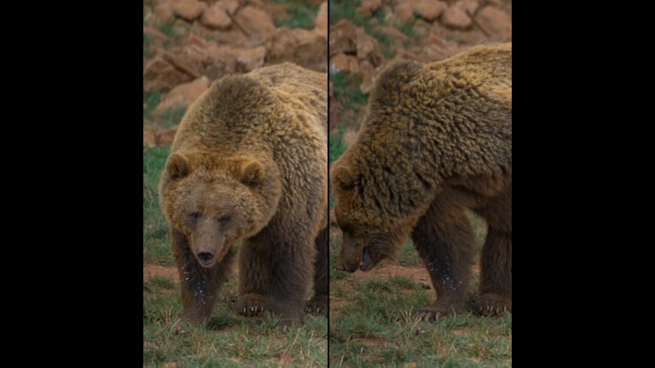 Brown bears pair up in the field 2020