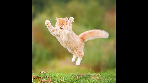 Funniest Cat Videos That Make Your Day Better | funniest cat video complitation