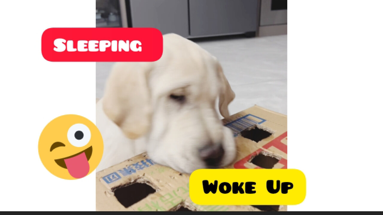 Epic Dog Barking Compilation: See How Your Dogs REACTS and Can't Resist!