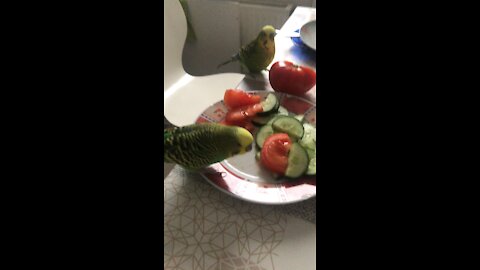 Budgies eating cucumbers and tomato