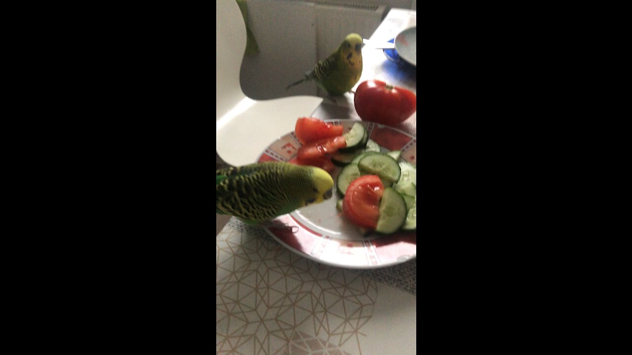 Budgies eating cucumbers and tomato