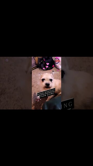 Good Morning from Gizmo