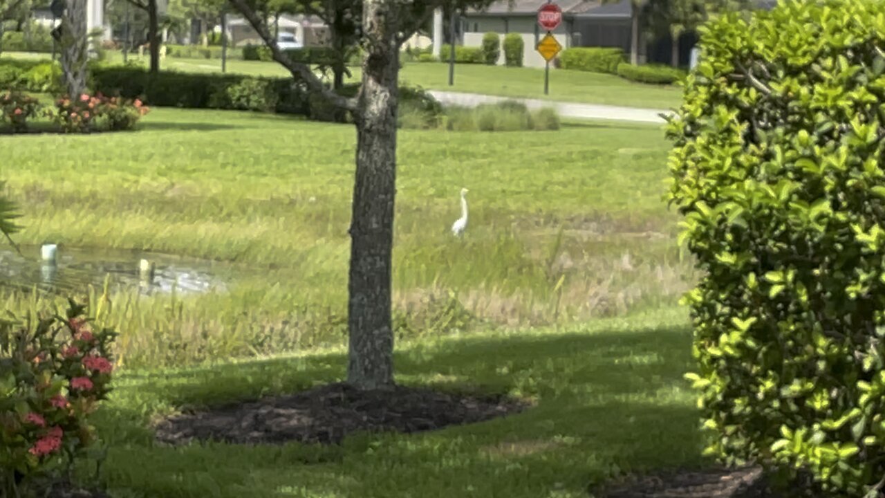 Great Egret Fishes In Paradise