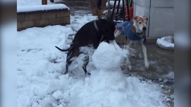 "A Black Lab Dog Paws At And Shreds A Snowman"