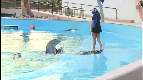 Dolphins play at the Mirage pool