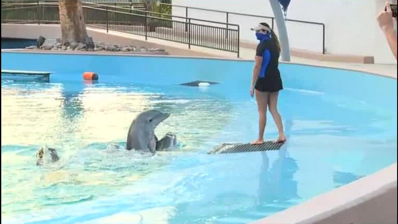 Dolphins play at the Mirage pool