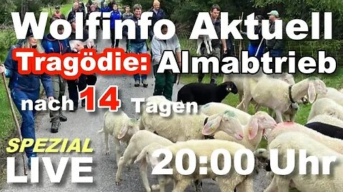 Wolfinfo Aktuell Spezial LIVE ( Tragödie: Almabtrieb nach 14 Tagen )