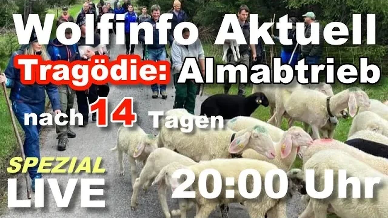 Wolfinfo Aktuell Spezial LIVE ( Tragödie: Almabtrieb nach 14 Tagen )