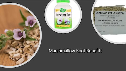 Marshmallow Root Benefits