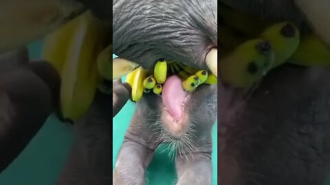 Elefante Comendo Banana #shorts
