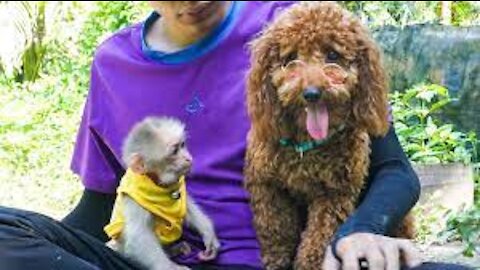 Monkey BiBi plays happily with Pin Poodle and Pug