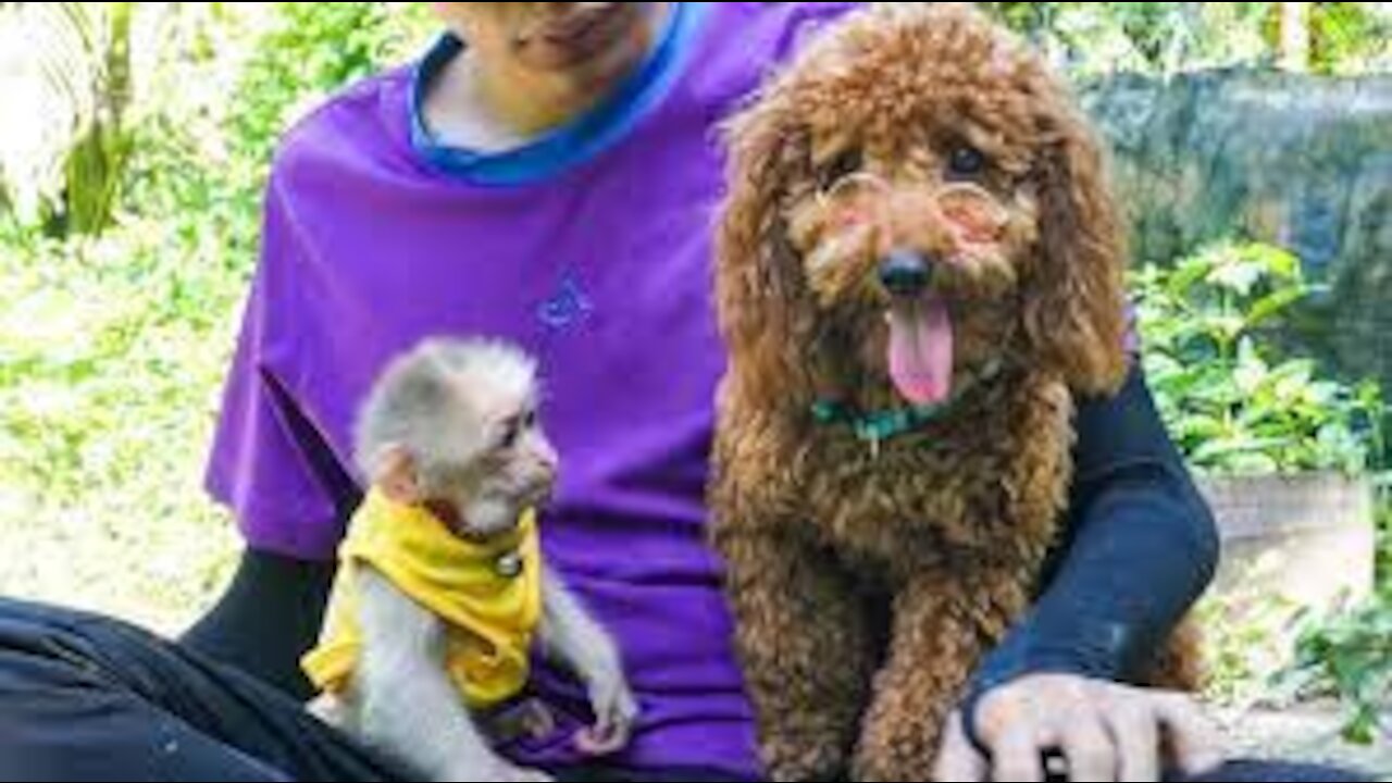 Monkey BiBi plays happily with Pin Poodle and Pug